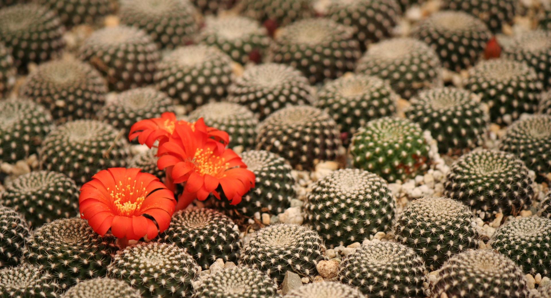 Potted Cactus at 640 x 1136 iPhone 5 size wallpapers HD quality