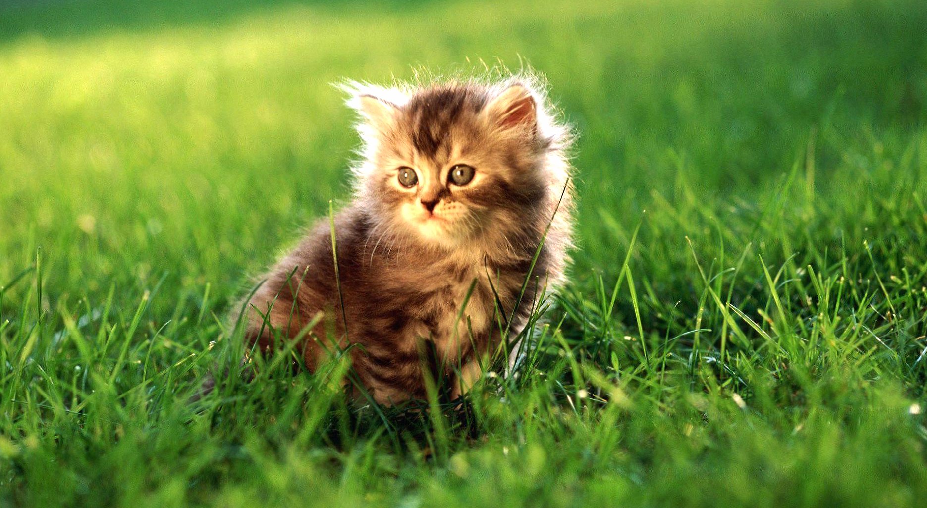 Puppy cat little in a grass wallpapers HD quality