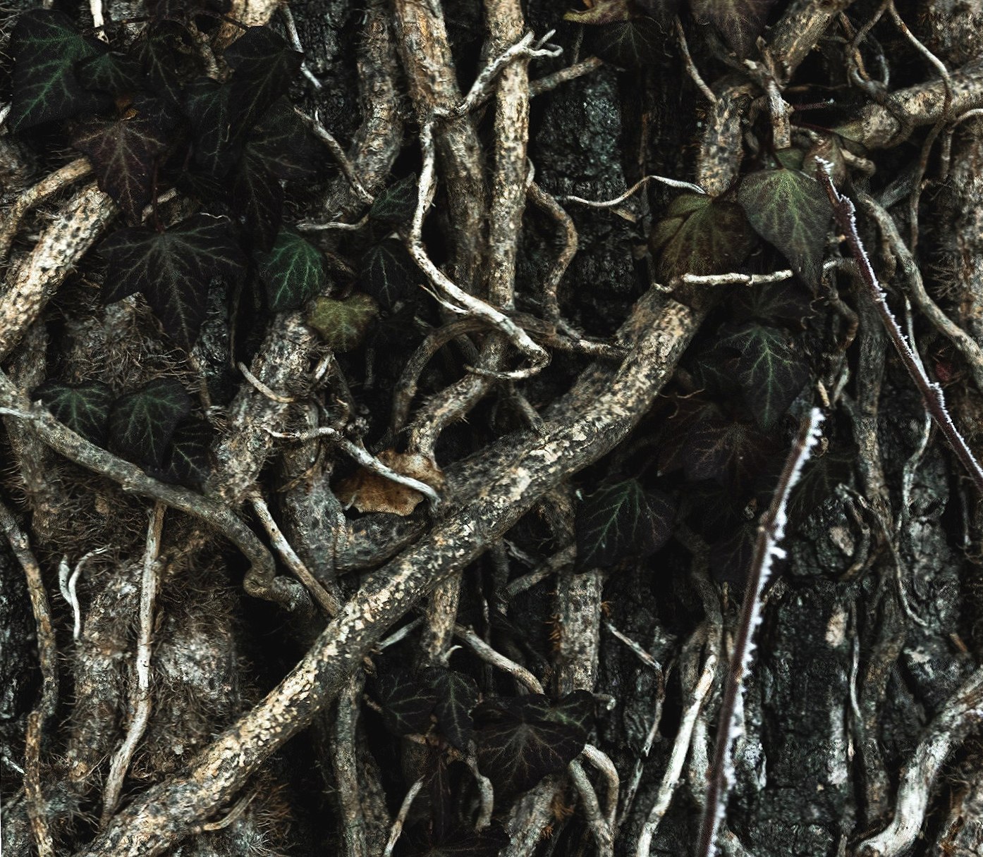 Roots at 640 x 1136 iPhone 5 size wallpapers HD quality