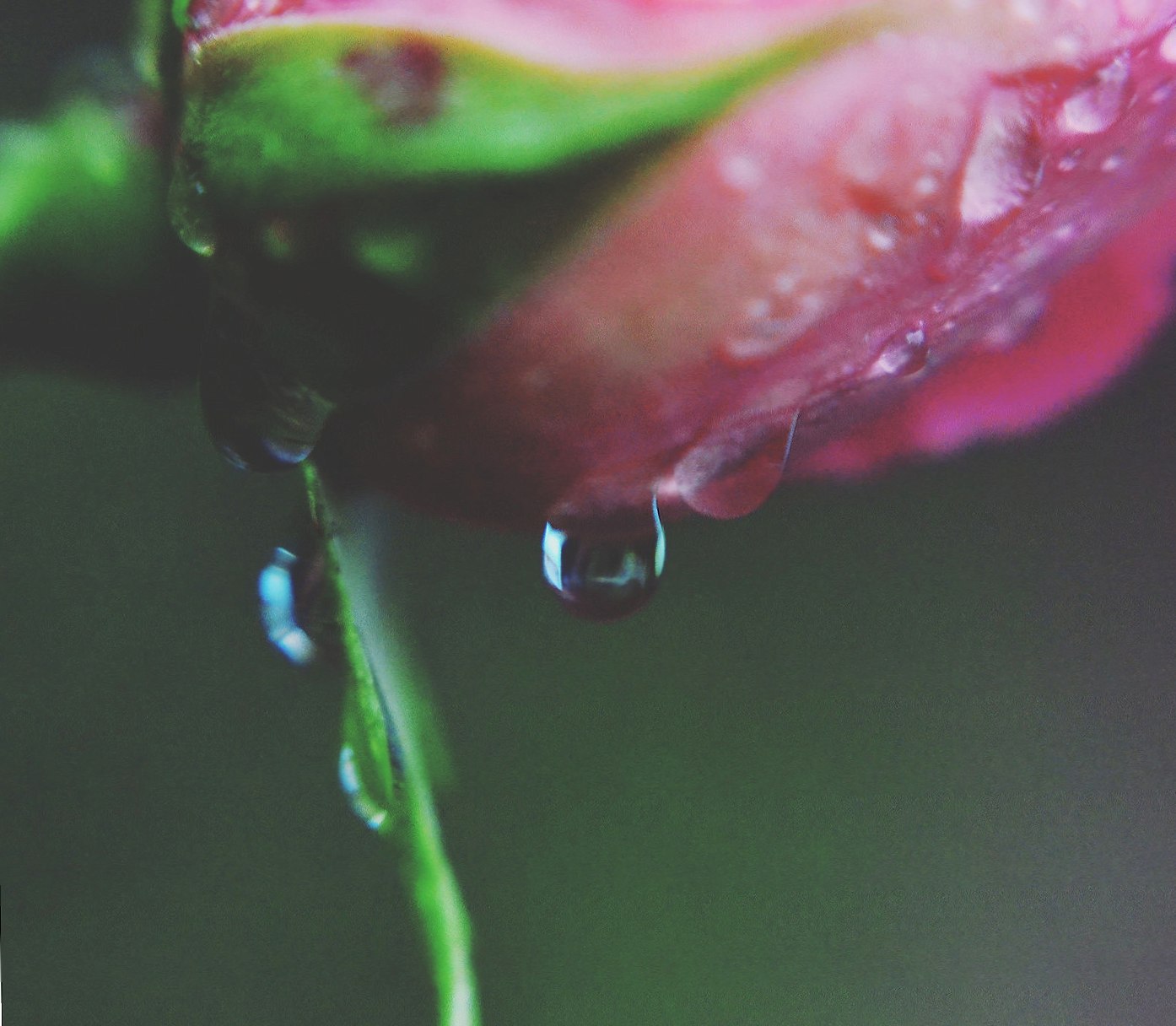 Rose raindrop wallpapers HD quality