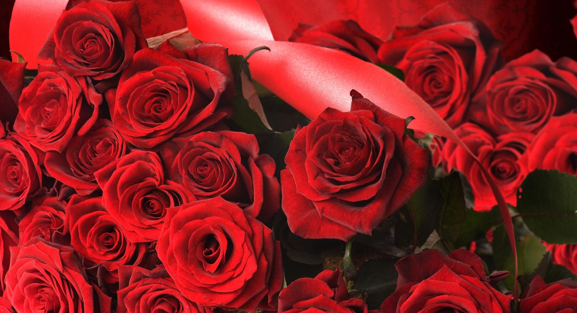 Scarlet Roses With Ribbon at 1024 x 768 size wallpapers HD quality