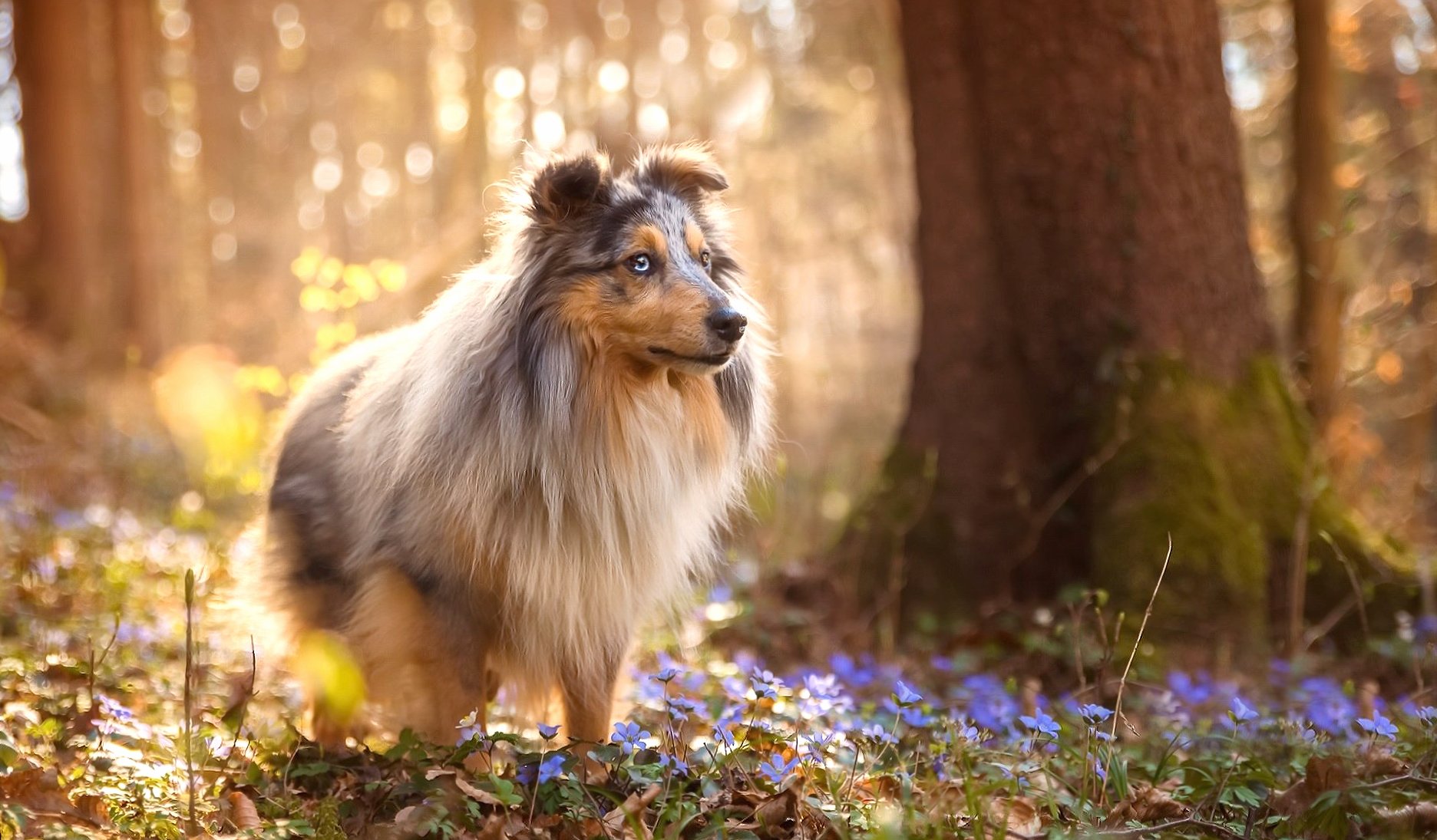 Shetland Sheepdog at 640 x 960 iPhone 4 size wallpapers HD quality