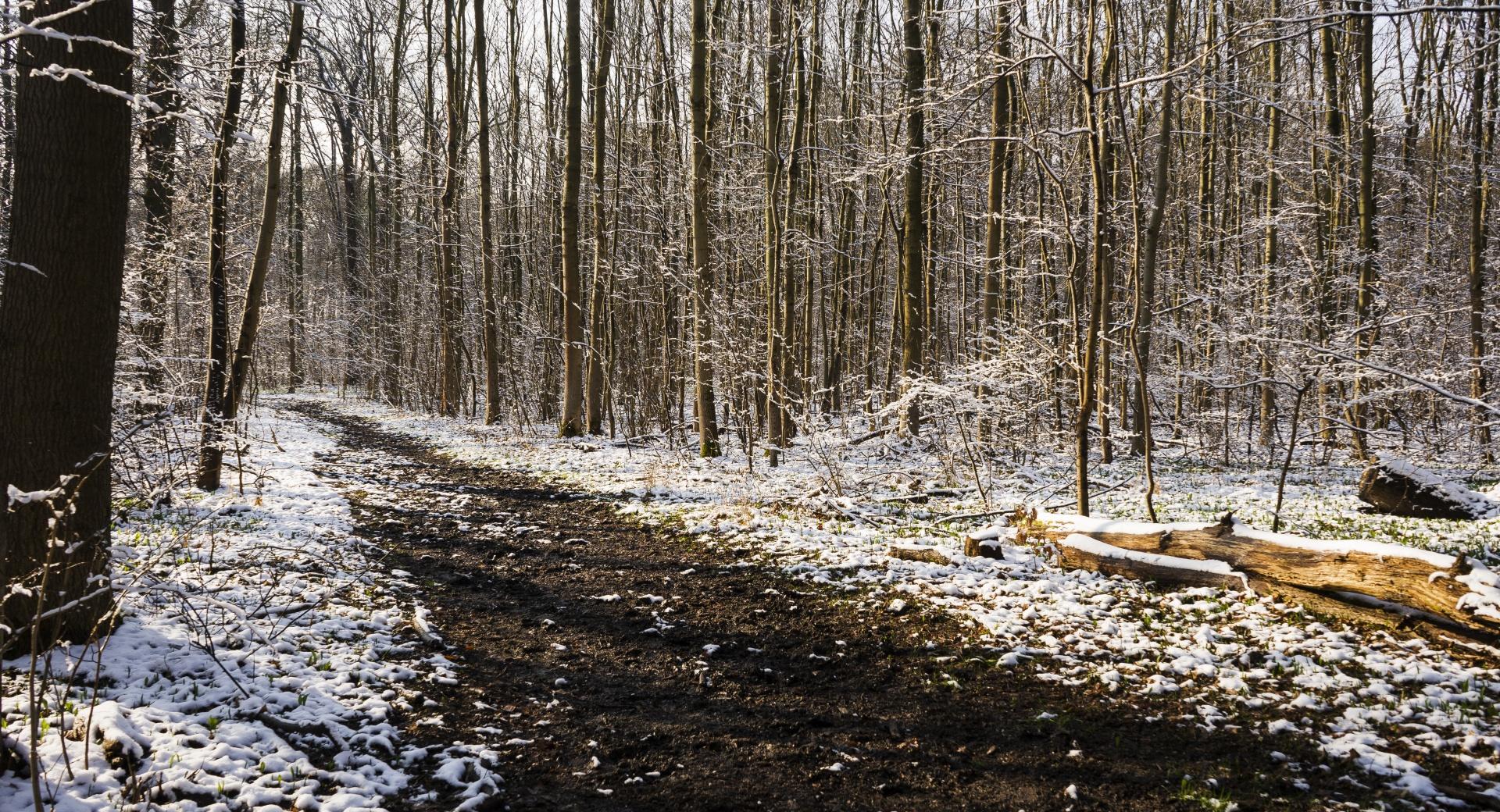 Snow Forest at 640 x 960 iPhone 4 size wallpapers HD quality