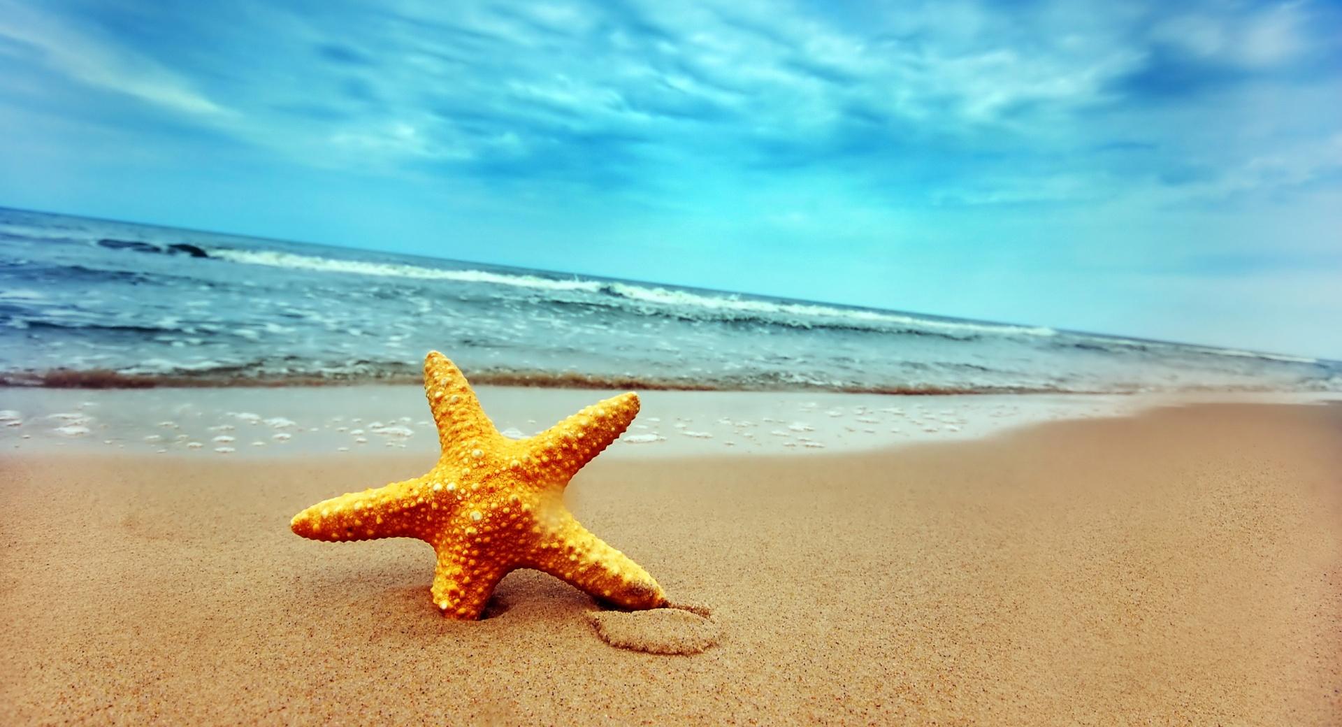 Starfish On The Beach at 1280 x 960 size wallpapers HD quality
