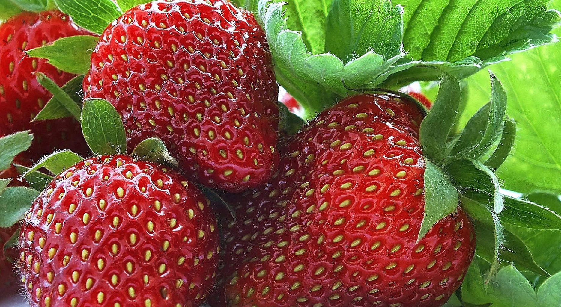 Strawberries at 1334 x 750 iPhone 7 size wallpapers HD quality