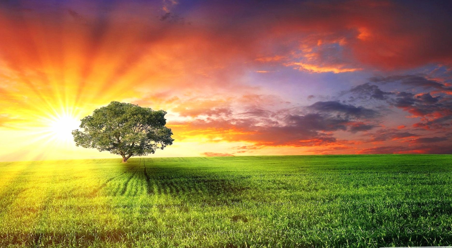 Sun tree grass at 640 x 960 iPhone 4 size wallpapers HD quality