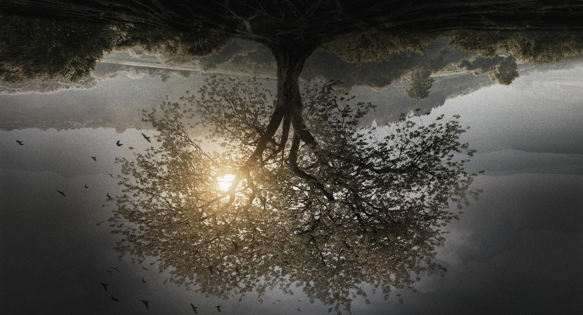 The Divergent Series  Insurgent Tree at 1152 x 864 size wallpapers HD quality