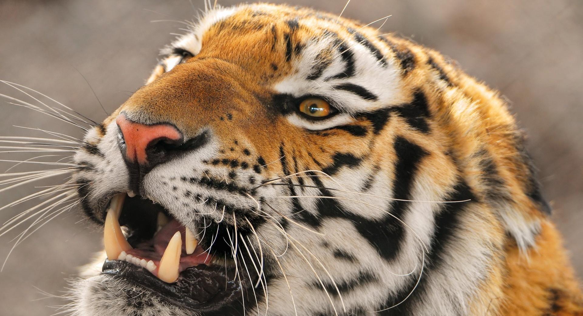 Tiger Roaring at 1024 x 768 size wallpapers HD quality