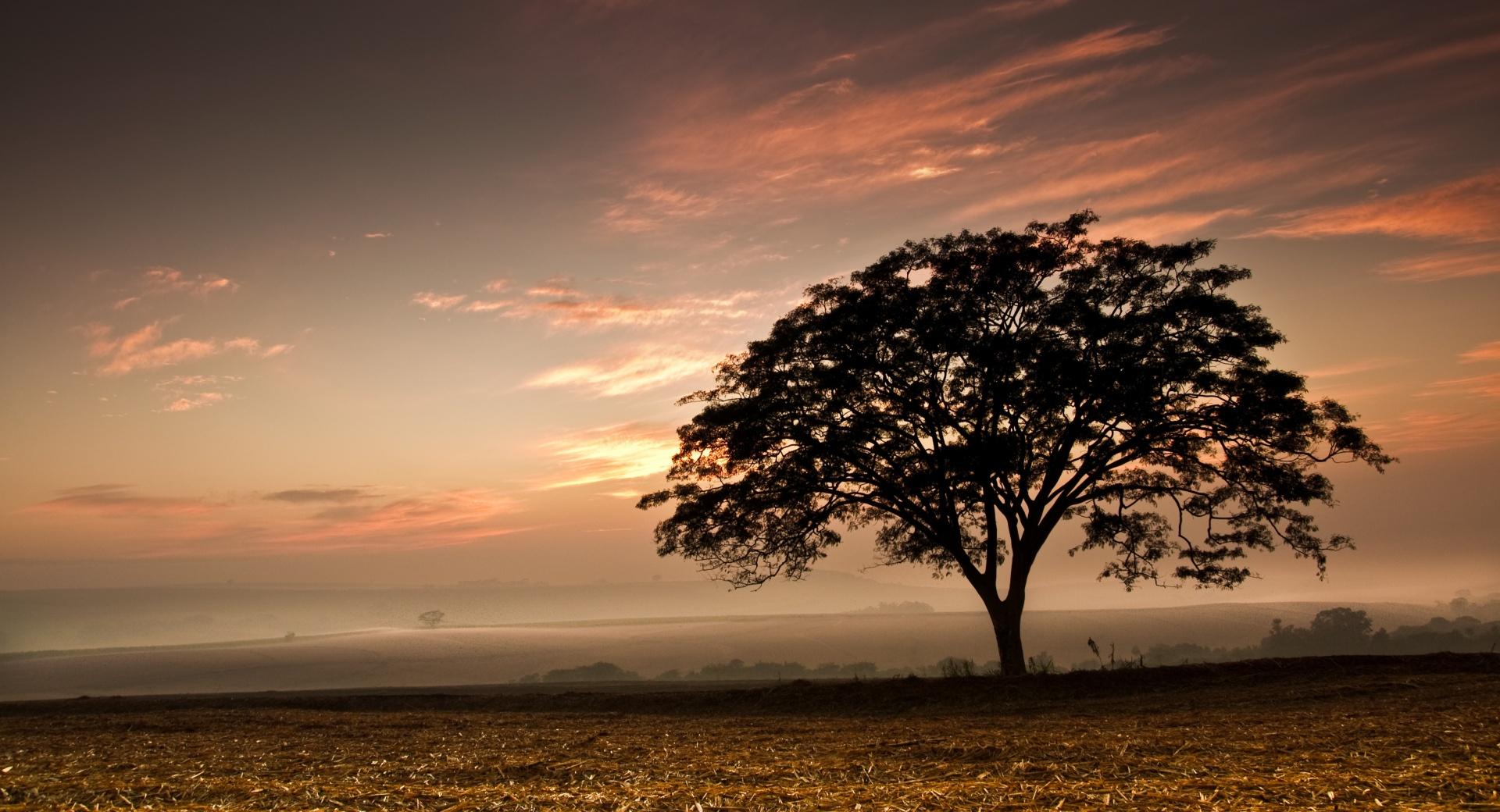 Tree, Evening at 640 x 960 iPhone 4 size wallpapers HD quality