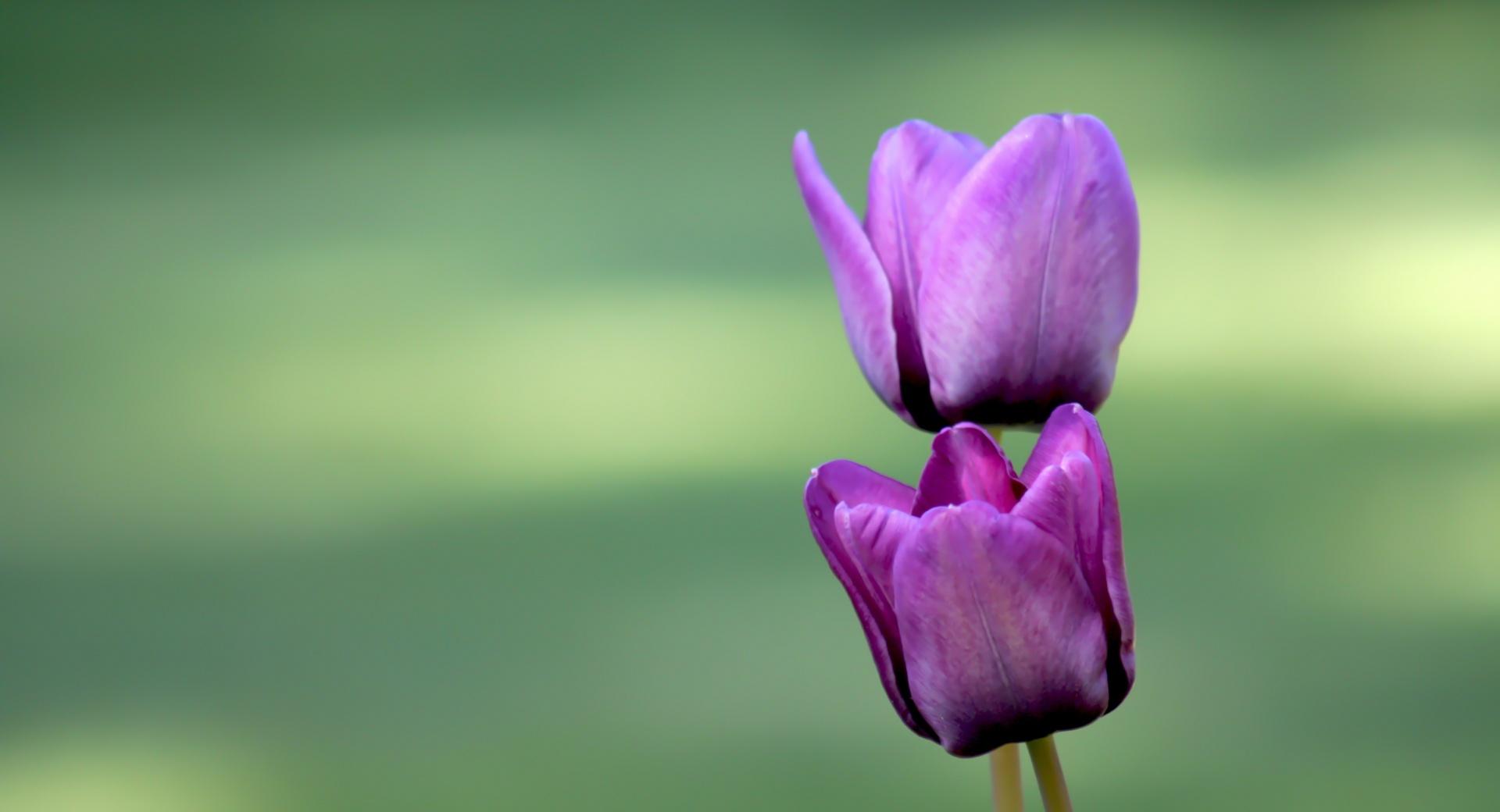 Two Purple Tulips at 1600 x 1200 size wallpapers HD quality