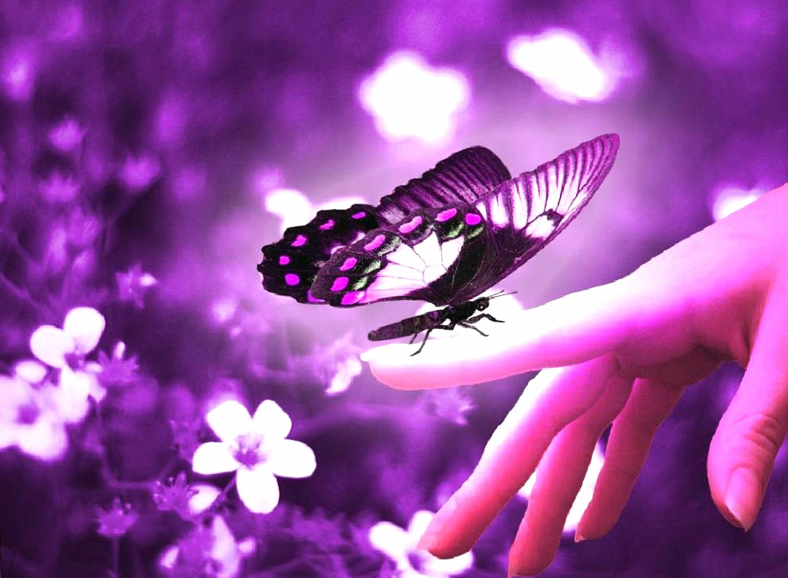 Violet butterfly at 320 x 480 iPhone size wallpapers HD quality