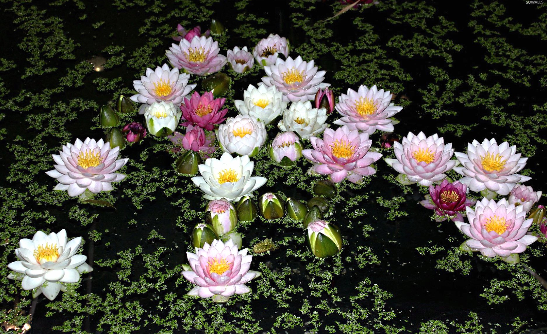Water lilies on the lake wallpapers HD quality