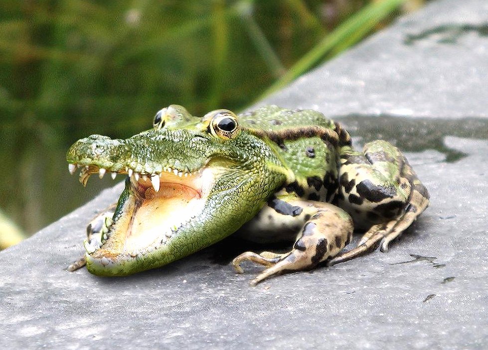 Weird crocodile frog at 1600 x 1200 size wallpapers HD quality