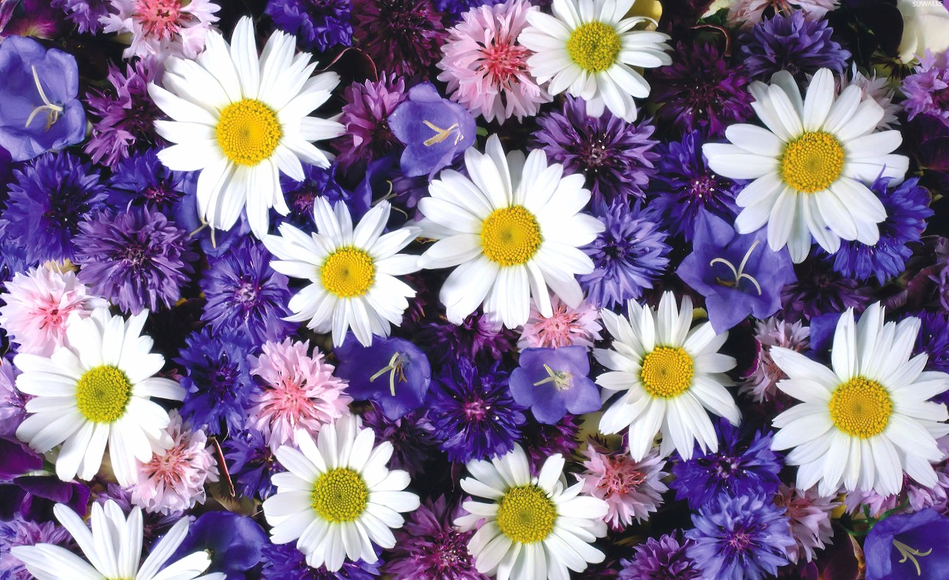 White daisies between the purple flowers wallpapers HD quality