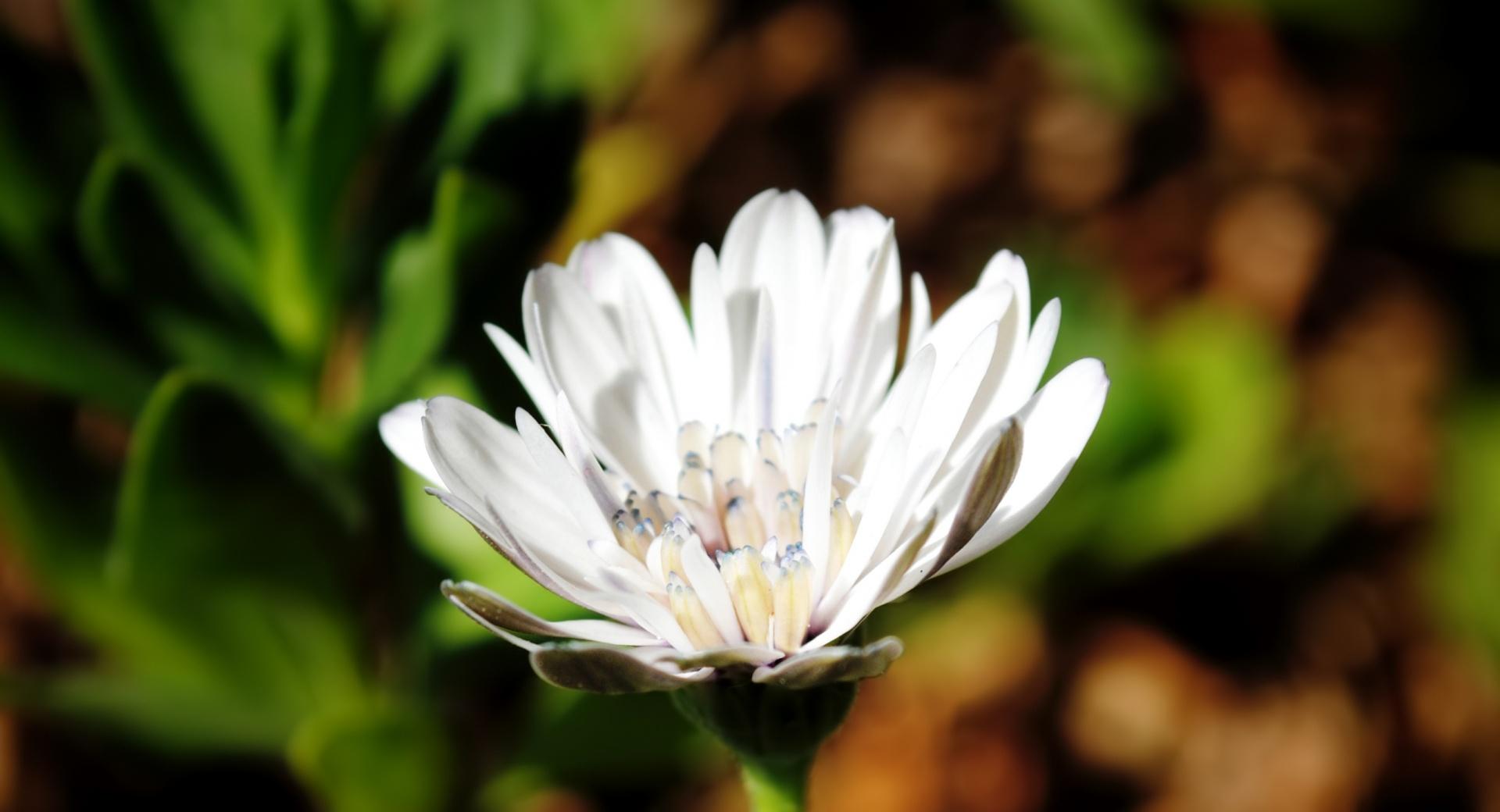 White Flower in a Dark World at 320 x 480 iPhone size wallpapers HD quality