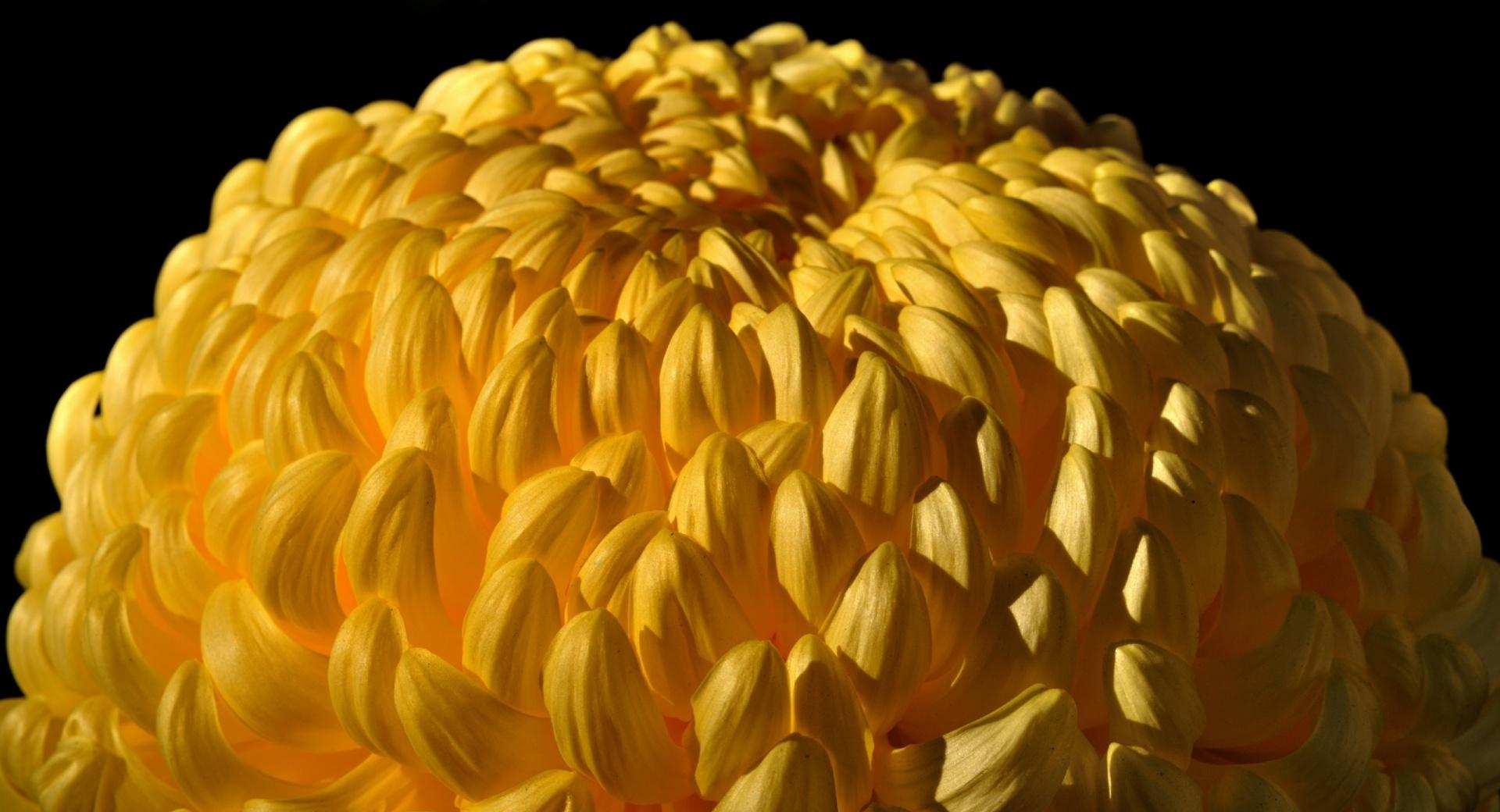 Yellow Chrysanthemum at 320 x 480 iPhone size wallpapers HD quality