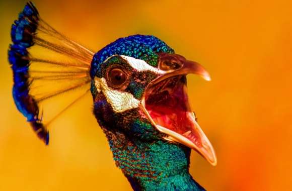 Angry Peacock