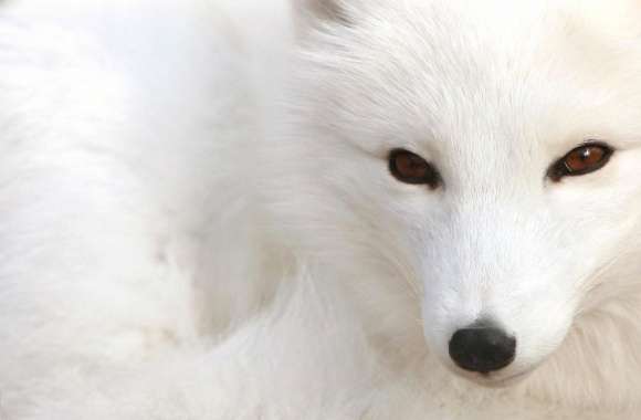 Arctic fox white