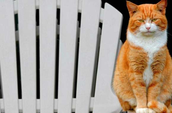 Bored orange cat on the chair wallpapers hd quality