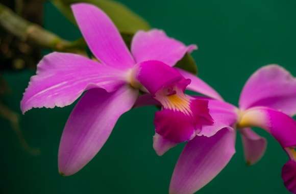 Cattleya Violacea Orchids Flowers