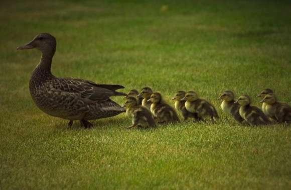 Family duck
