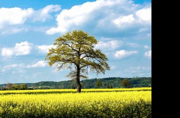 Field yellow with tree