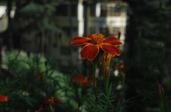 Flower - Closeup