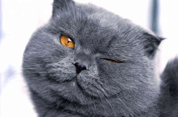 Funny cat wink wallpapers hd quality