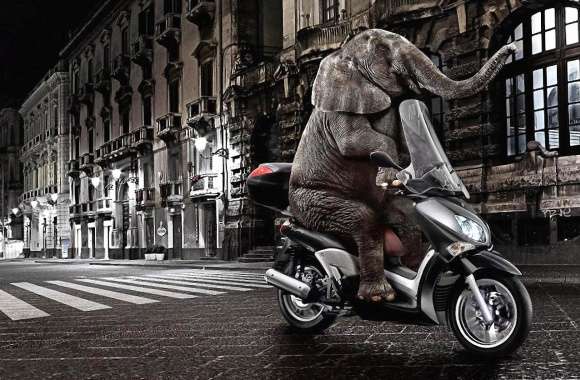Funny elephant in a motobike