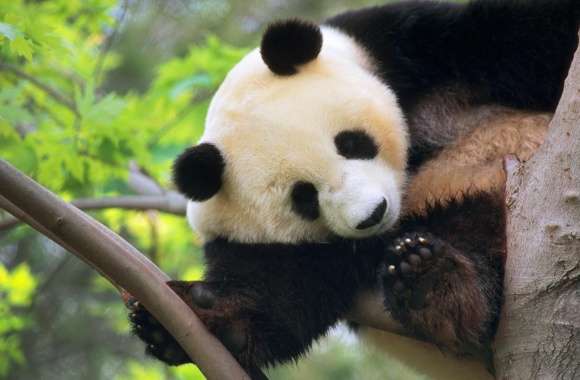 Giant Panda In A Tree