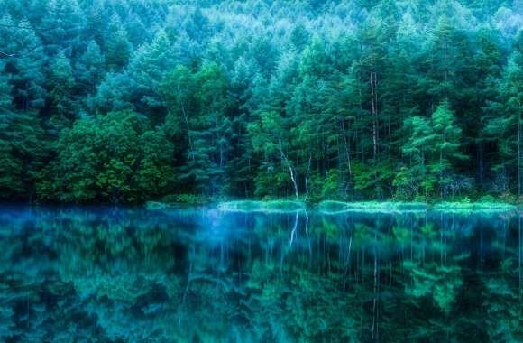 Japan Pond Forest