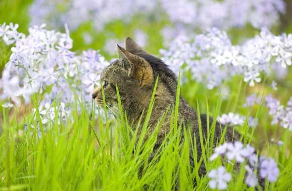 Kitten looking at the flowers in the grass