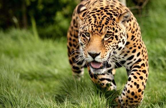 Leopard sneaking through the green grass