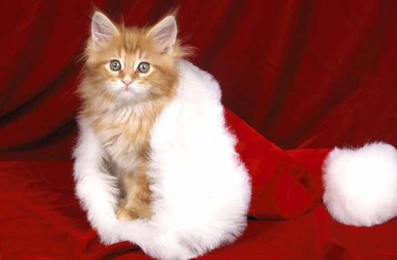 Orange kitten in a Santa hat