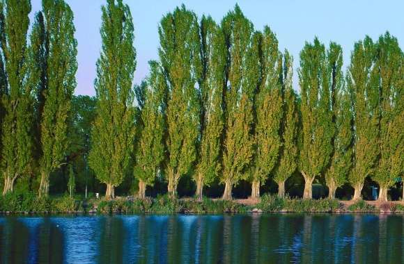 Poplar Trees Near Lake