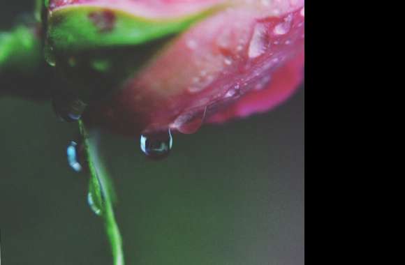 Rose raindrop