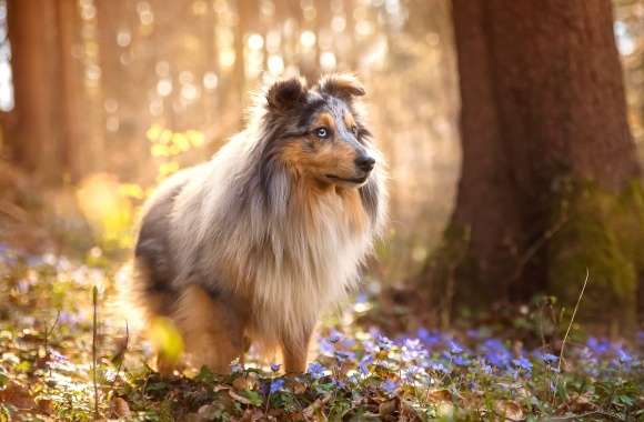 Shetland Sheepdog