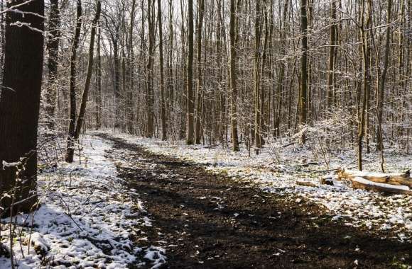 Snow Forest