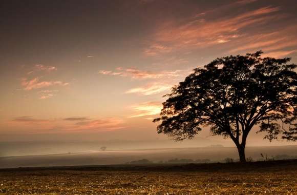 Tree, Evening