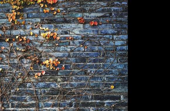 Wall Texture wallpapers hd quality