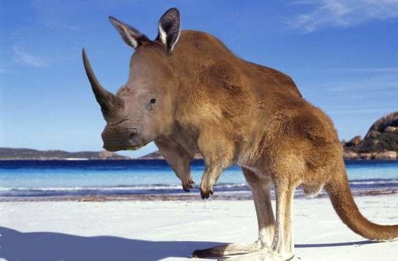 Weird kangaroo rhinoceros wallpapers hd quality