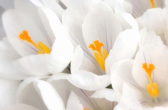 White crocus wallpapers hd quality
