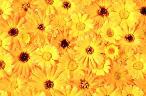 Yellow daisies wallpapers hd quality