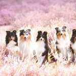 Shetland Sheepdog pic