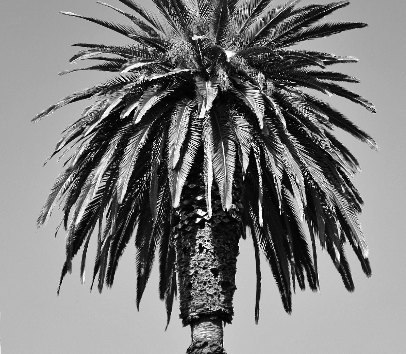 80s palmtree bw at 640 x 960 iPhone 4 size wallpapers HD quality