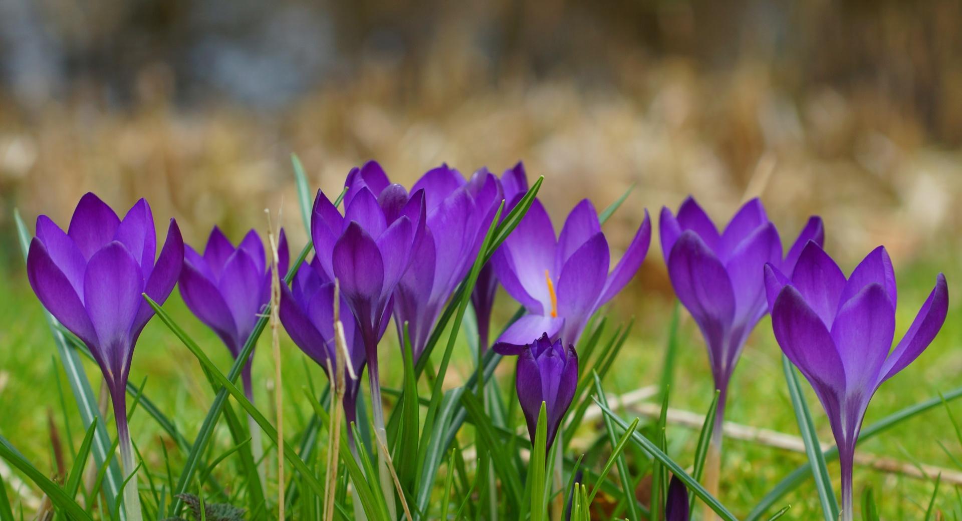 A Clump Of Crocuses at 1024 x 1024 iPad size wallpapers HD quality