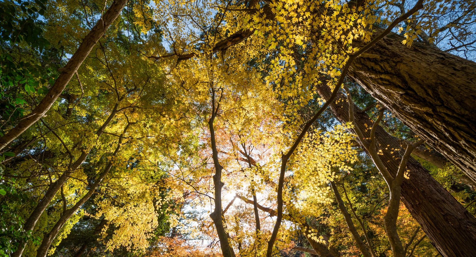 A Little Bit of Autumn at 750 x 1334 iPhone 6 size wallpapers HD quality
