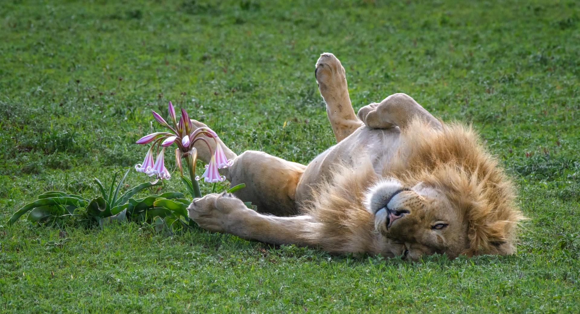 A Male Lion Sleeping on its Back at 1152 x 864 size wallpapers HD quality