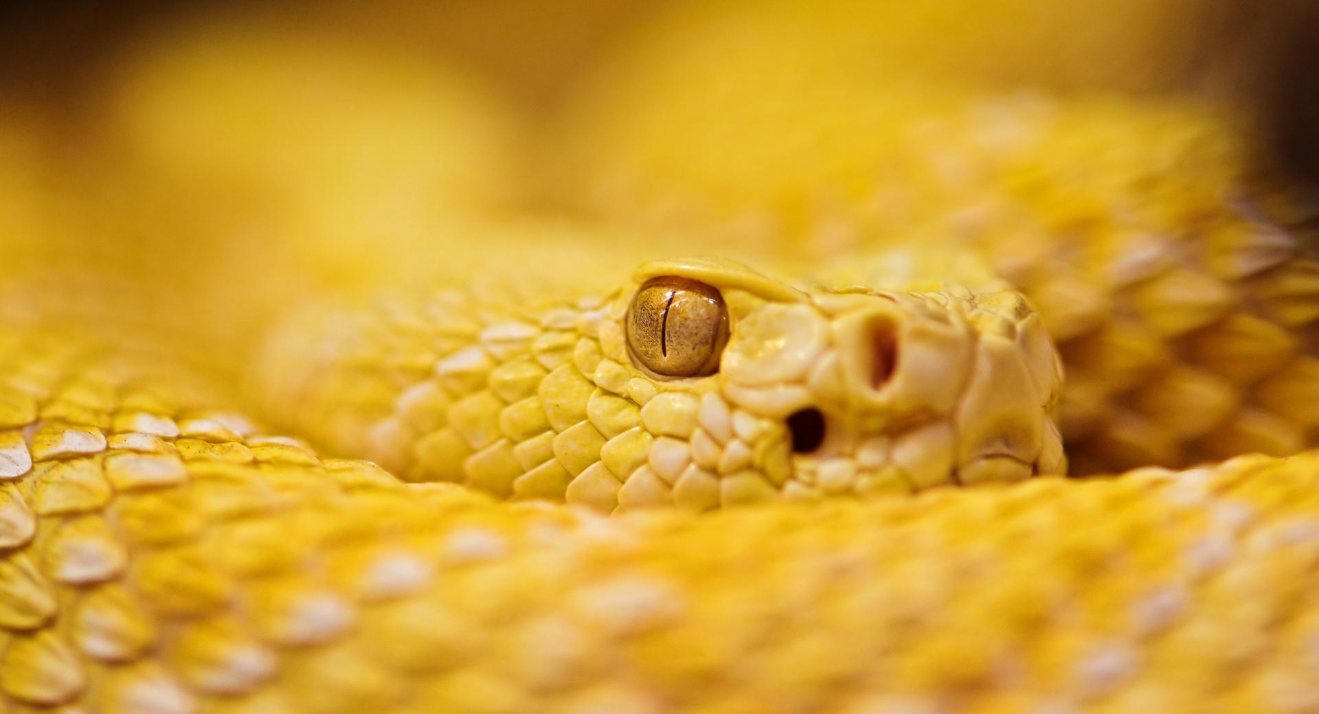 Albino Rattlesnake at 2048 x 2048 iPad size wallpapers HD quality