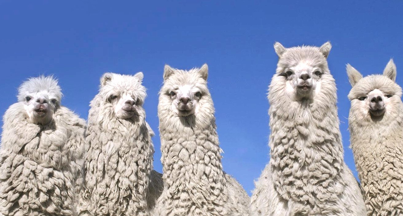 Alpaca family at 750 x 1334 iPhone 6 size wallpapers HD quality